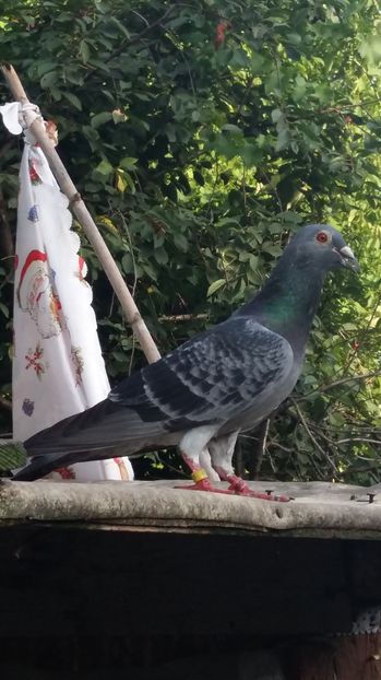  - 111111 VOIAJORI CUCI 2016