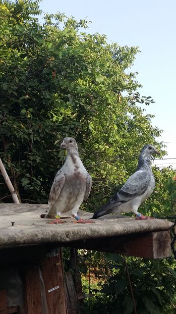  - 111111 VOIAJORI CUCI 2016