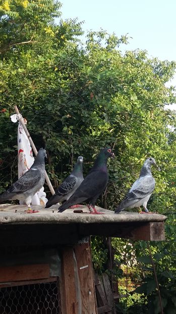  - 111111 VOIAJORI CUCI 2016