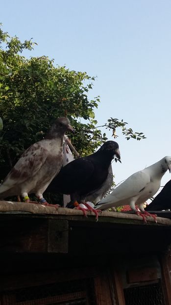  - 111111 VOIAJORI CUCI 2016