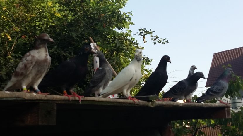  - 111111 VOIAJORI CUCI 2016