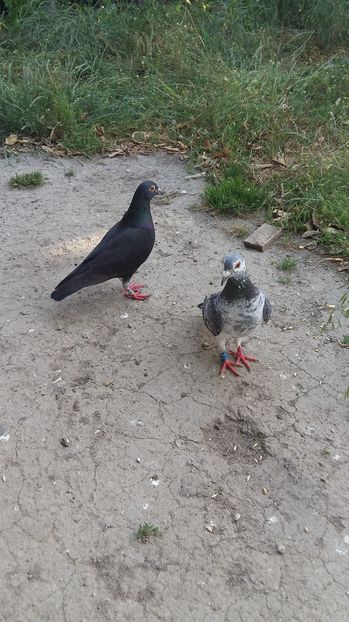  - 111111 VOIAJORI CUCI 2016