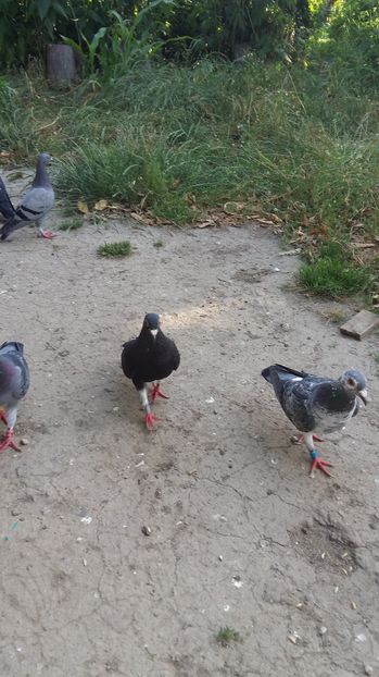  - 111111 VOIAJORI CUCI 2016