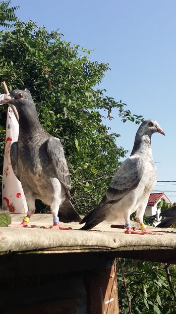  - 111111 VOIAJORI CUCI 2016