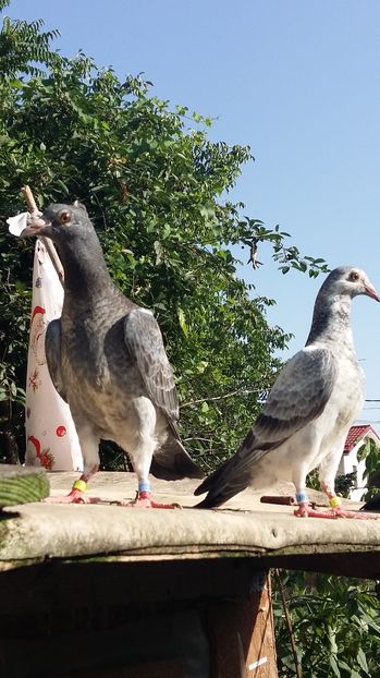  - 111111 VOIAJORI CUCI 2016