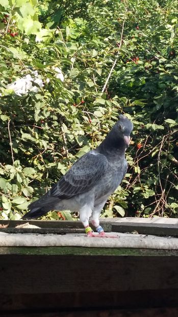  - 111111 VOIAJORI CUCI 2016