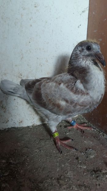  - 111111 VOIAJORI CUCI 2016