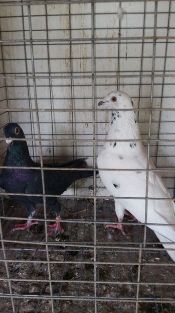  - 111111 VOIAJORI CUCI 2016