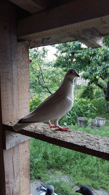  - 111111 VOIAJORI CUCI 2016