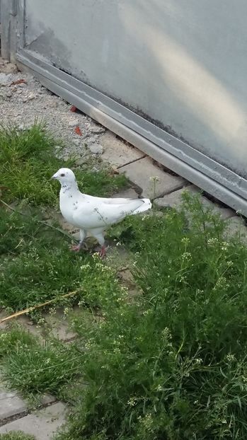  - 111111 VOIAJORI CUCI 2016