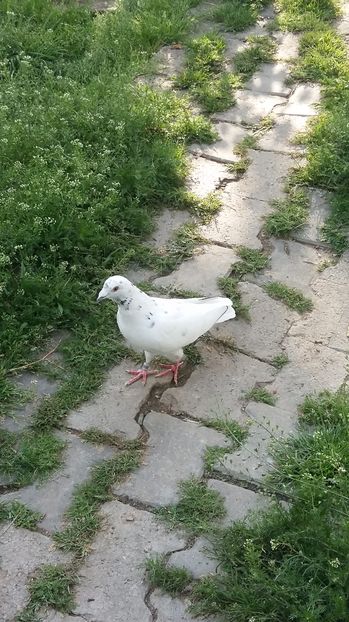  - 111111 VOIAJORI CUCI 2016