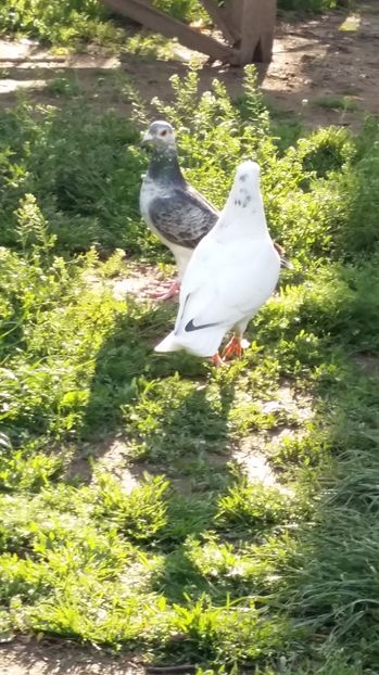  - 111111 VOIAJORI CUCI 2016