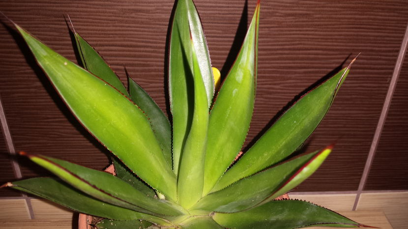 Agave mitis v. albidior ( celsii v. albicans ) - Agave Celsii