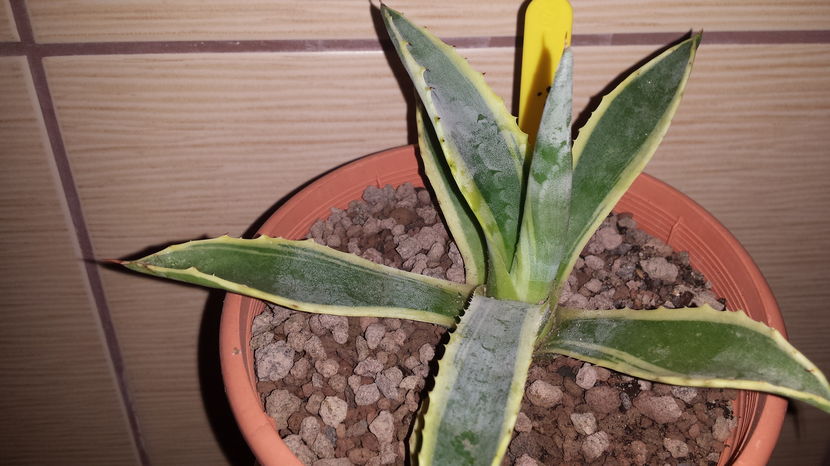 Agave cordillerensis marginata - Agave Cordillerensis