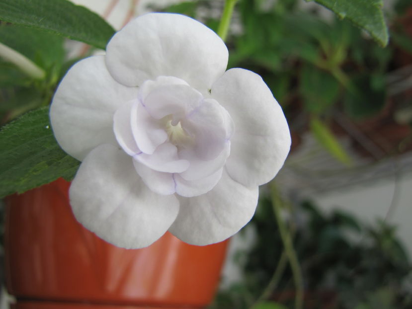  - Achimenes 2013