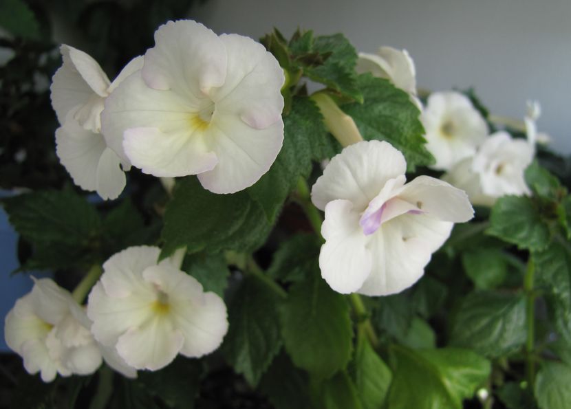  - Achimenes 2013