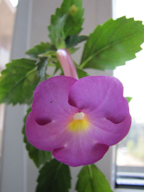  - Achimenes 2013