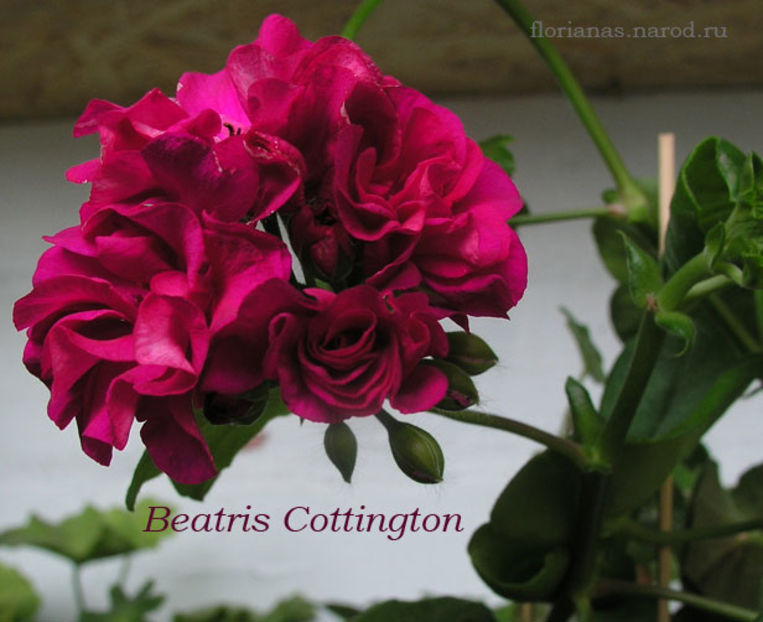 Beatris-Cottington-