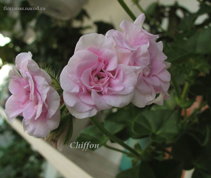 Chiffon-