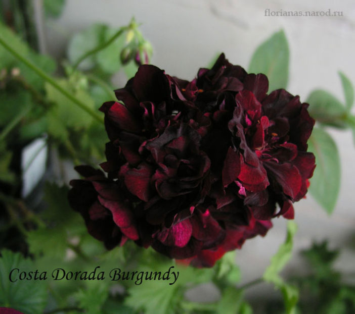 Costa-Dorada-Burgundy-