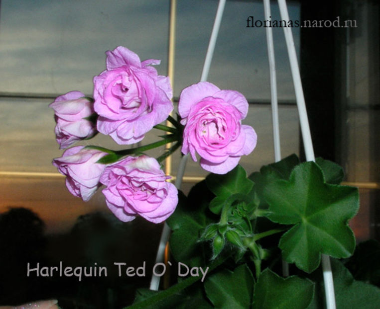 Harlequin-Ted-O-Day-