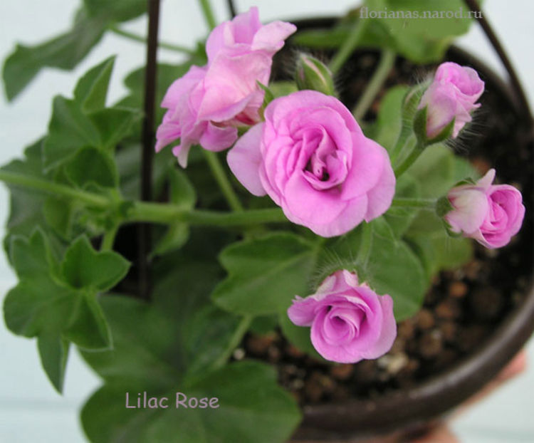 Lilac-Rose- gasita