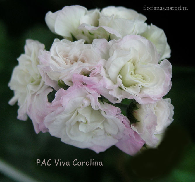 PAC-Viva-Carolina-
