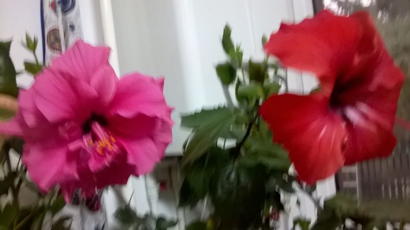  - Hibiscusi 2016