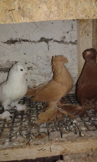 Femela 23229 2015 - Jucatori de Botosani Galbeni