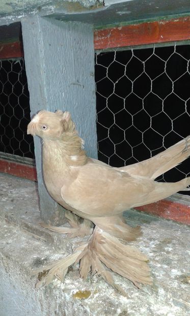 Femela 23229 2015 - Jucatori de Botosani Galbeni