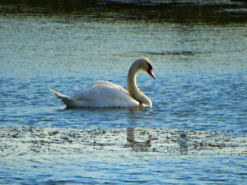  - Pasari salbatice 2016