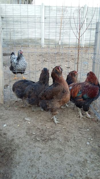 IMG-20161110-WA0000 - ARAUCANA Familia nr 1 pentru 2017