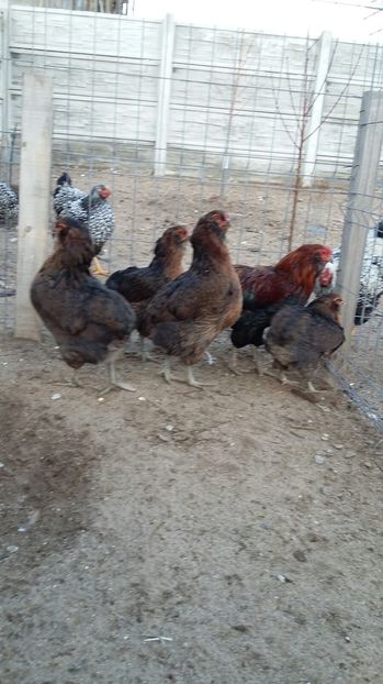 IMG-20161110-WA0002 - ARAUCANA Familia nr 1 pentru 2017