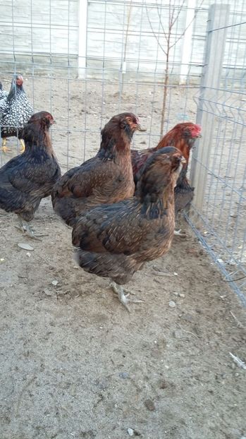 IMG-20161110-WA0003 - ARAUCANA Familia nr 1 pentru 2017