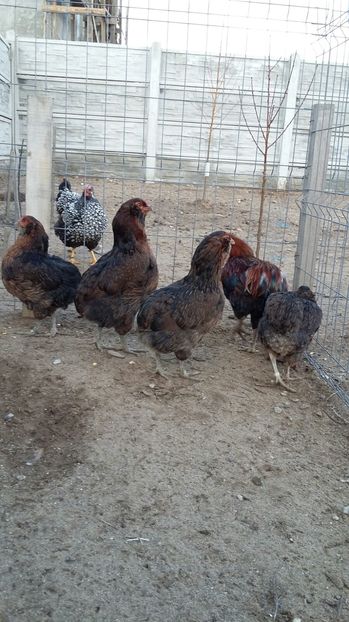 IMG-20161110-WA0005 - ARAUCANA Familia nr 1 pentru 2017