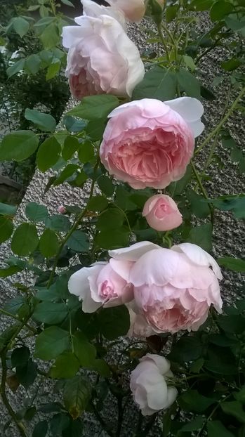  - The Wedgwood Rose