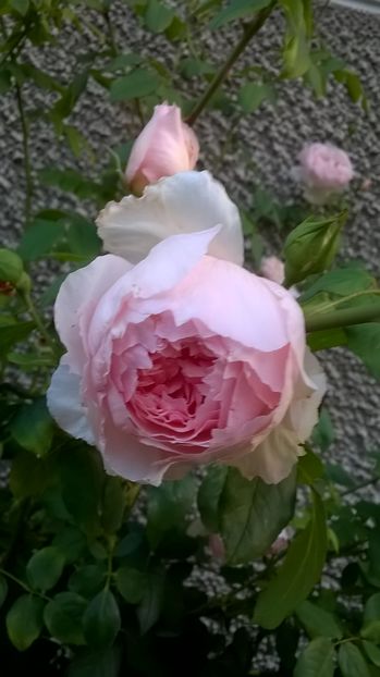  - The Wedgwood Rose