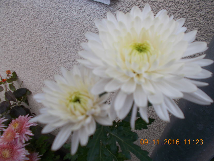 ZEMBLEA