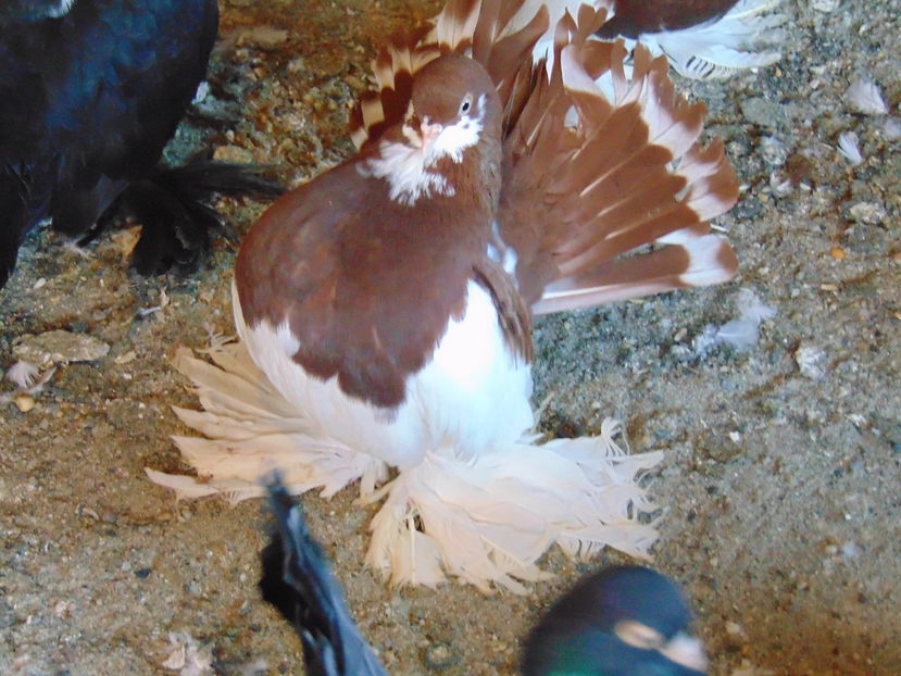 10 -- 11 ---2016 006