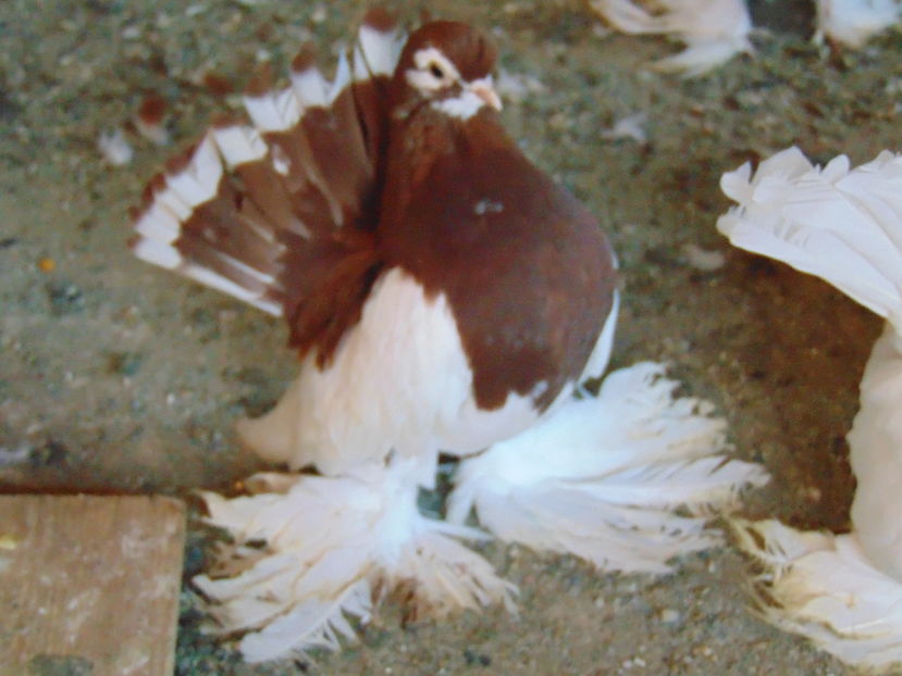 10 -- 11 ---2016 007