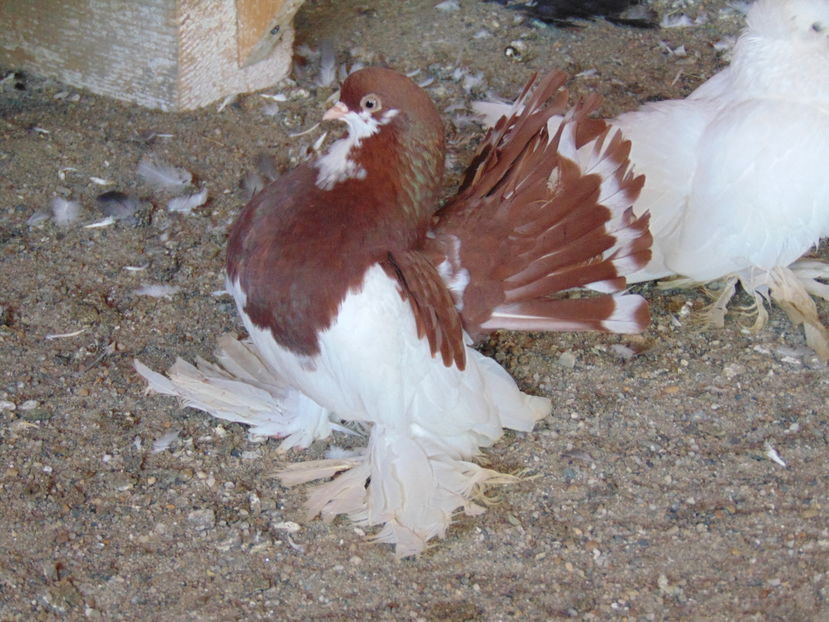 10 -- 11 ---2016 010 - porumbei wolga