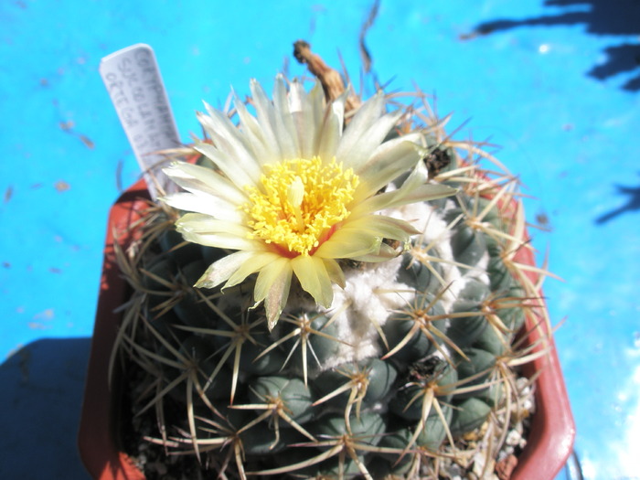 Coryphantha sulcolanata - 09.06 - for Mr LUIS HERRERA