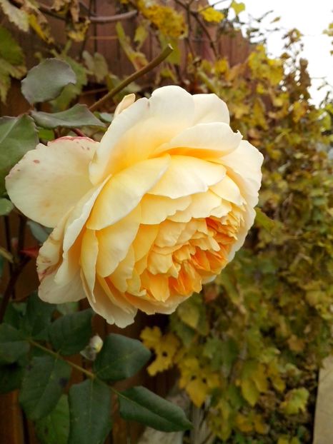 C.P.M. - 0 TRANDAFIRI 2016