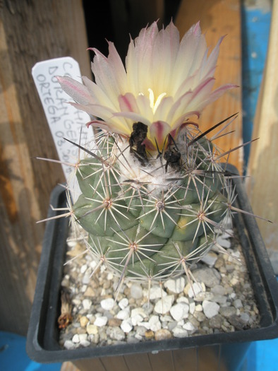 Coryphantha durangensis - 26.09