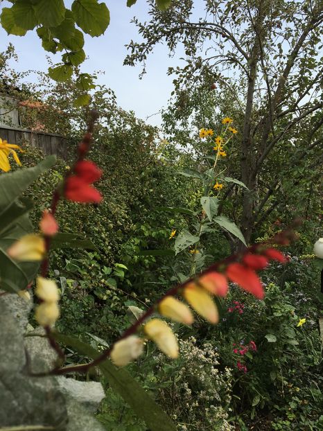 Mina lobata