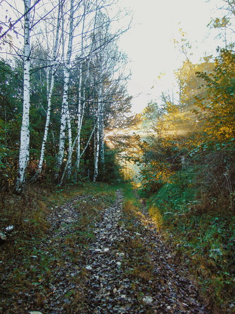  - Photo 04 - Toamna