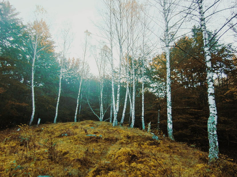  - Photo 04 - Toamna