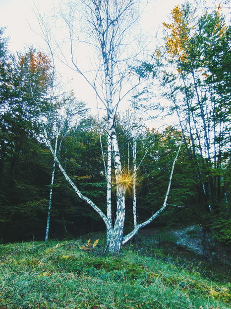  - Photo 04 - Toamna