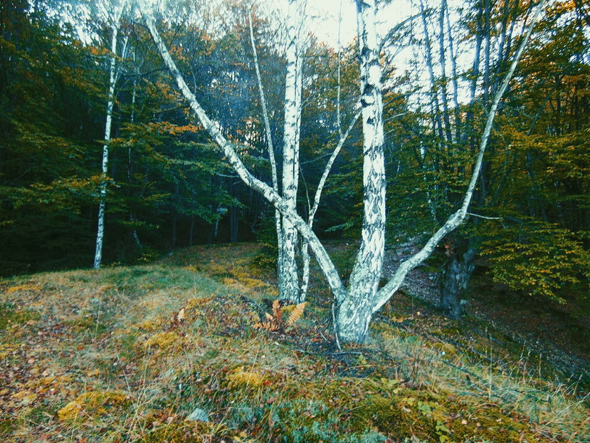  - Photo 04 - Toamna