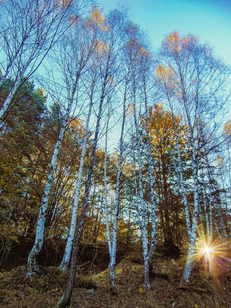  - Photo 04 - Toamna
